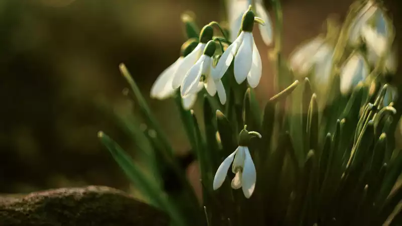 Acht mythologische wezens van de lente