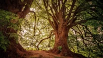 Livets Träd i Turkisk Mytologi
