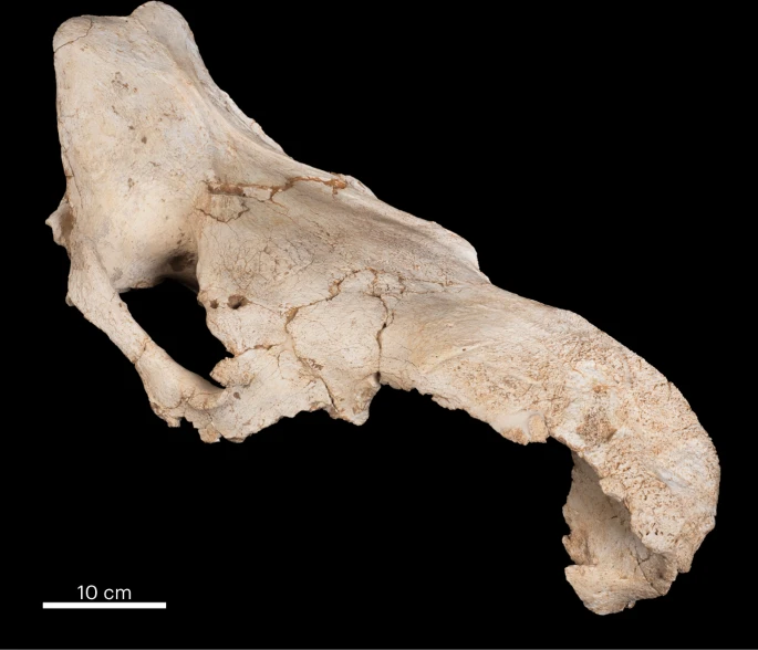 Some Neanderthals Accumulated Animal Skulls