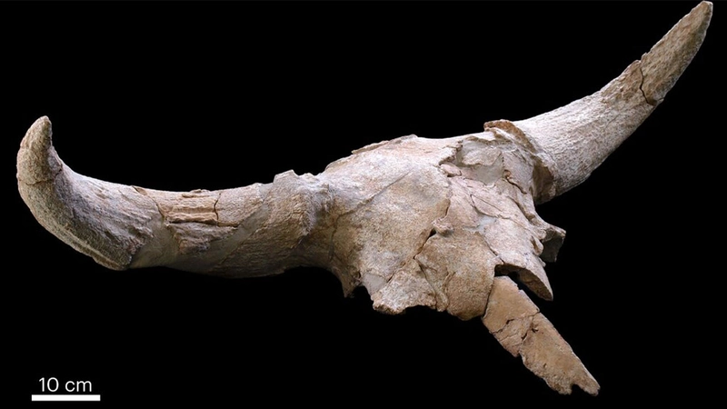 Hallazgos interesantes desenterrados en España muestran que algunos neandertales acumularon cráneos de animales