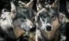 Voice discrimination ability, grey wolves