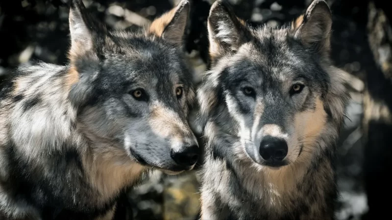 Voice discrimination ability, grey wolves