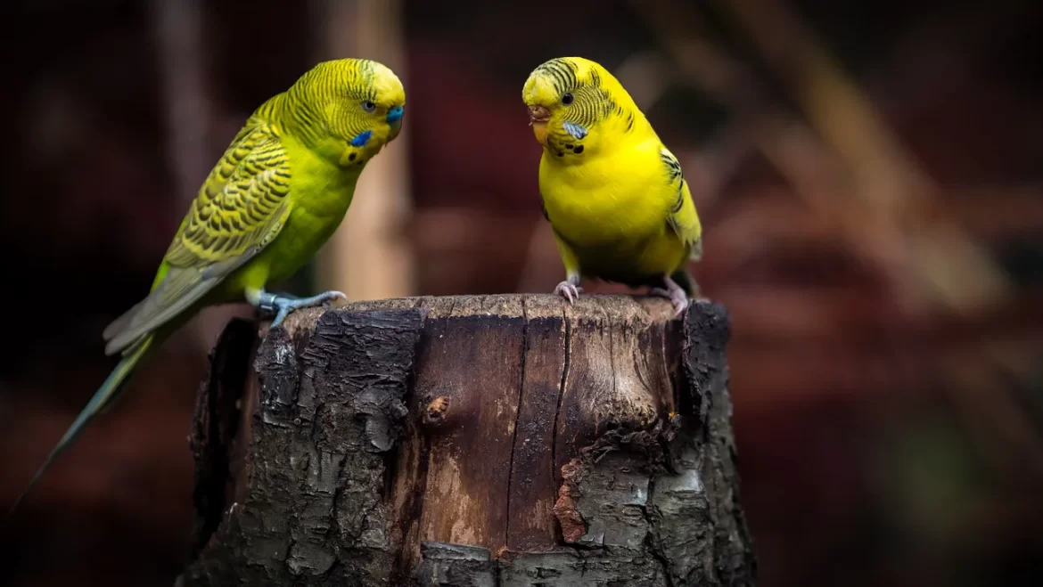 Signs of Avocado Poisoning: Why You Should Never Give Your Budgie An Avocado?